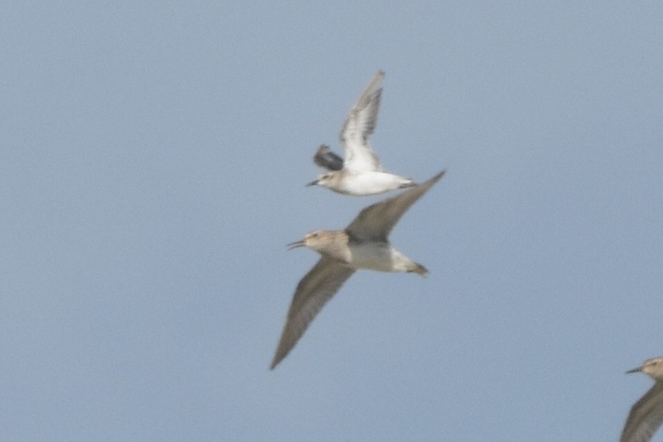 Least Sandpiper - ML640425115