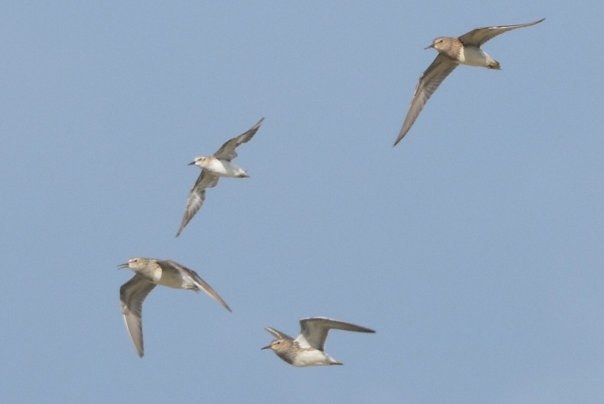 Least Sandpiper - ML640425116