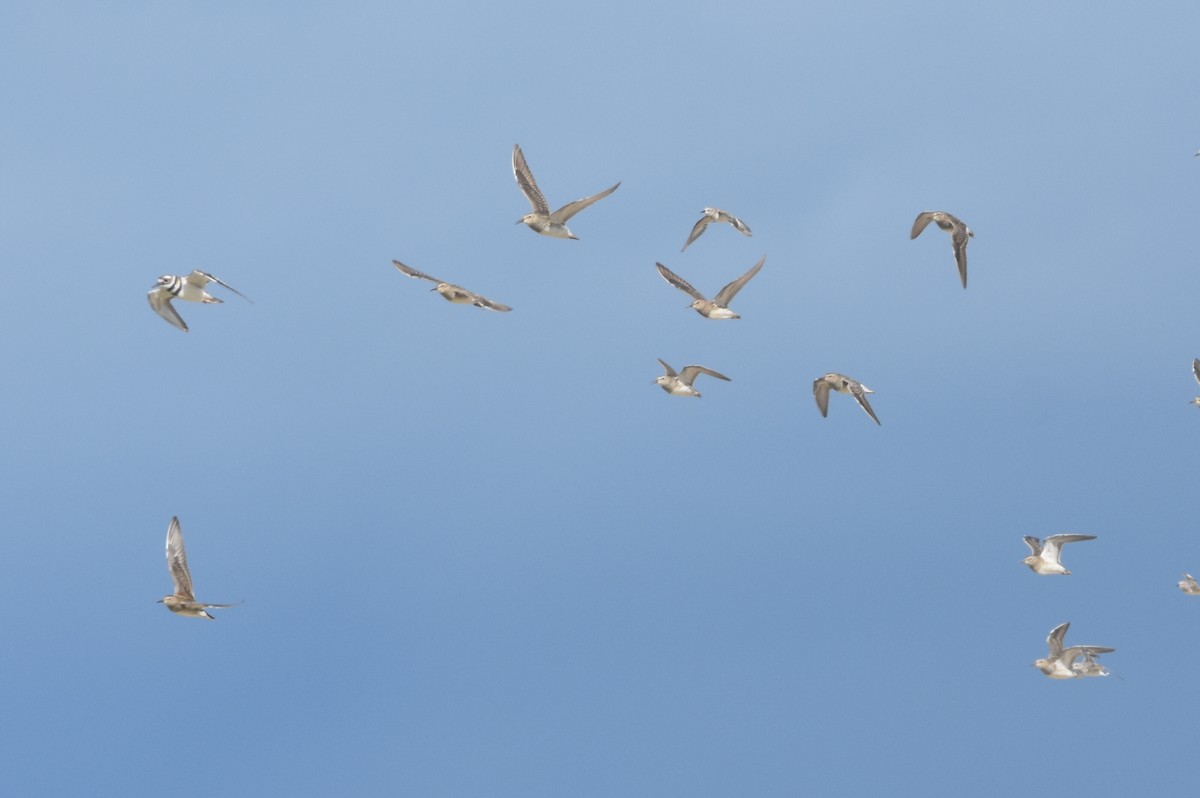 Least Sandpiper - ML640425117