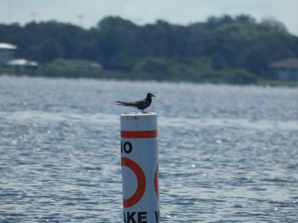 Black Tern - ML640425136