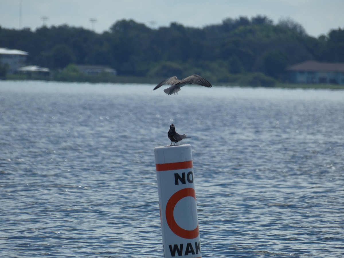 Black Tern - ML640425137