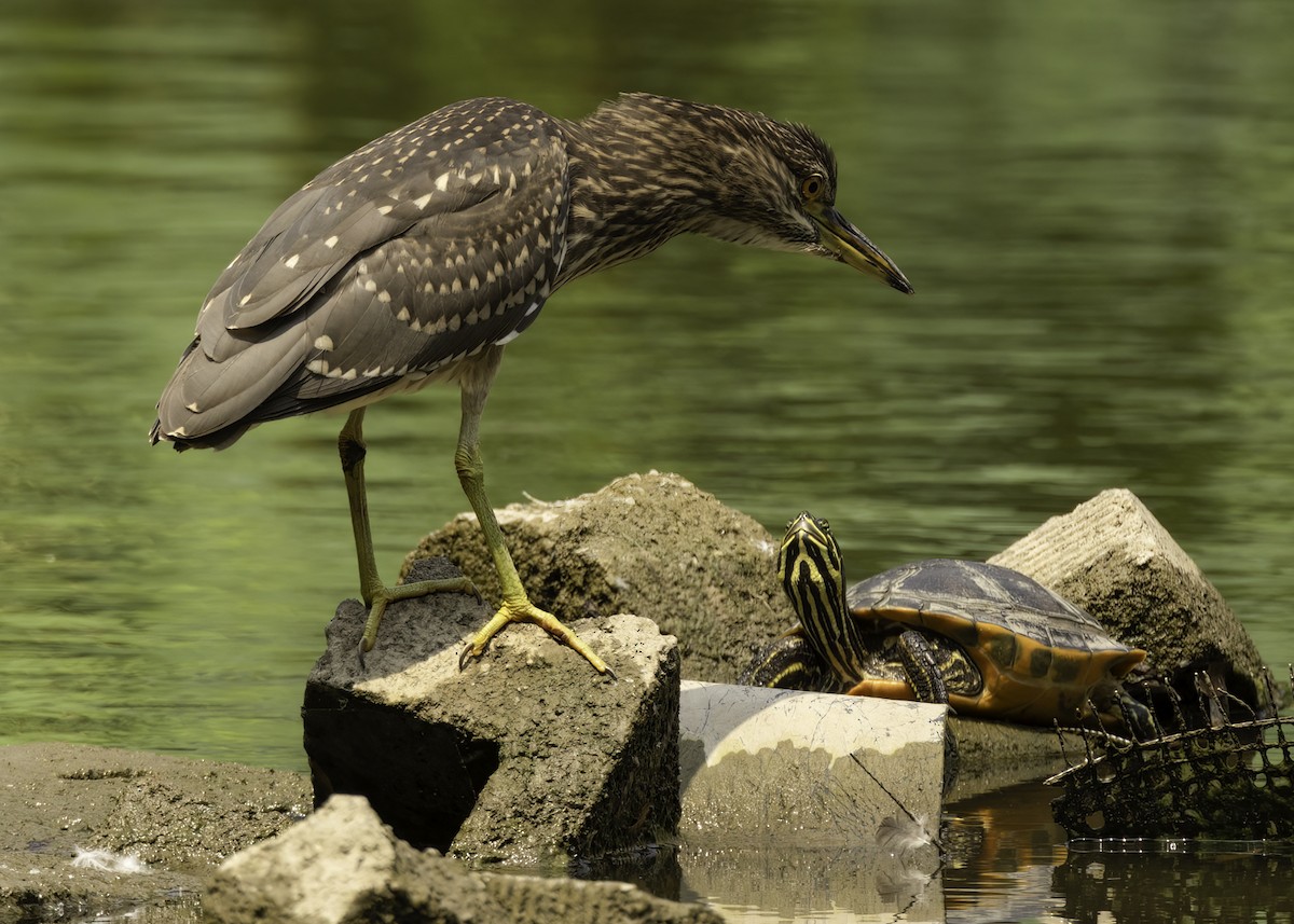 Ногоовор зашин - ML640425146