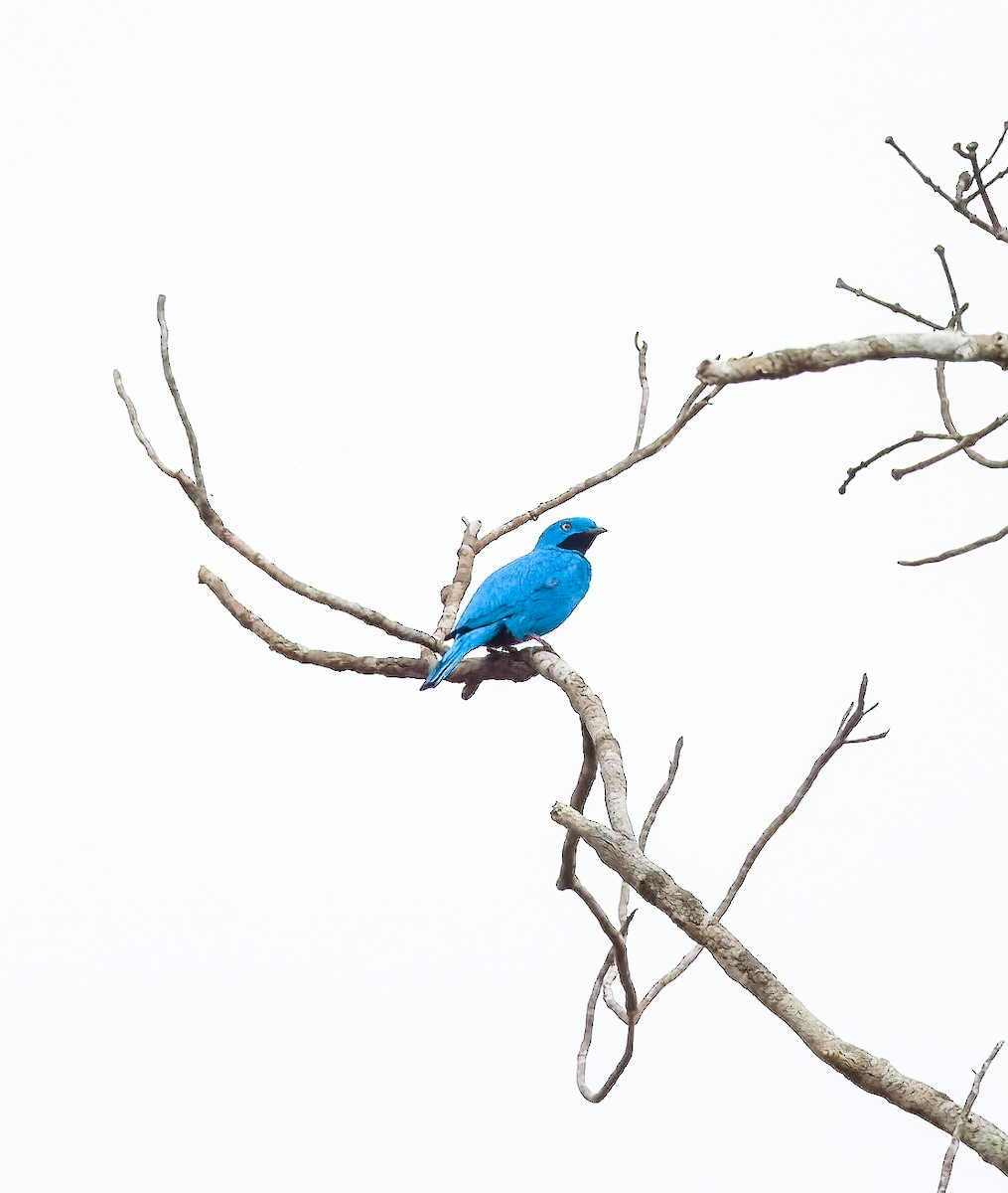Plum-throated Cotinga - ML640425206