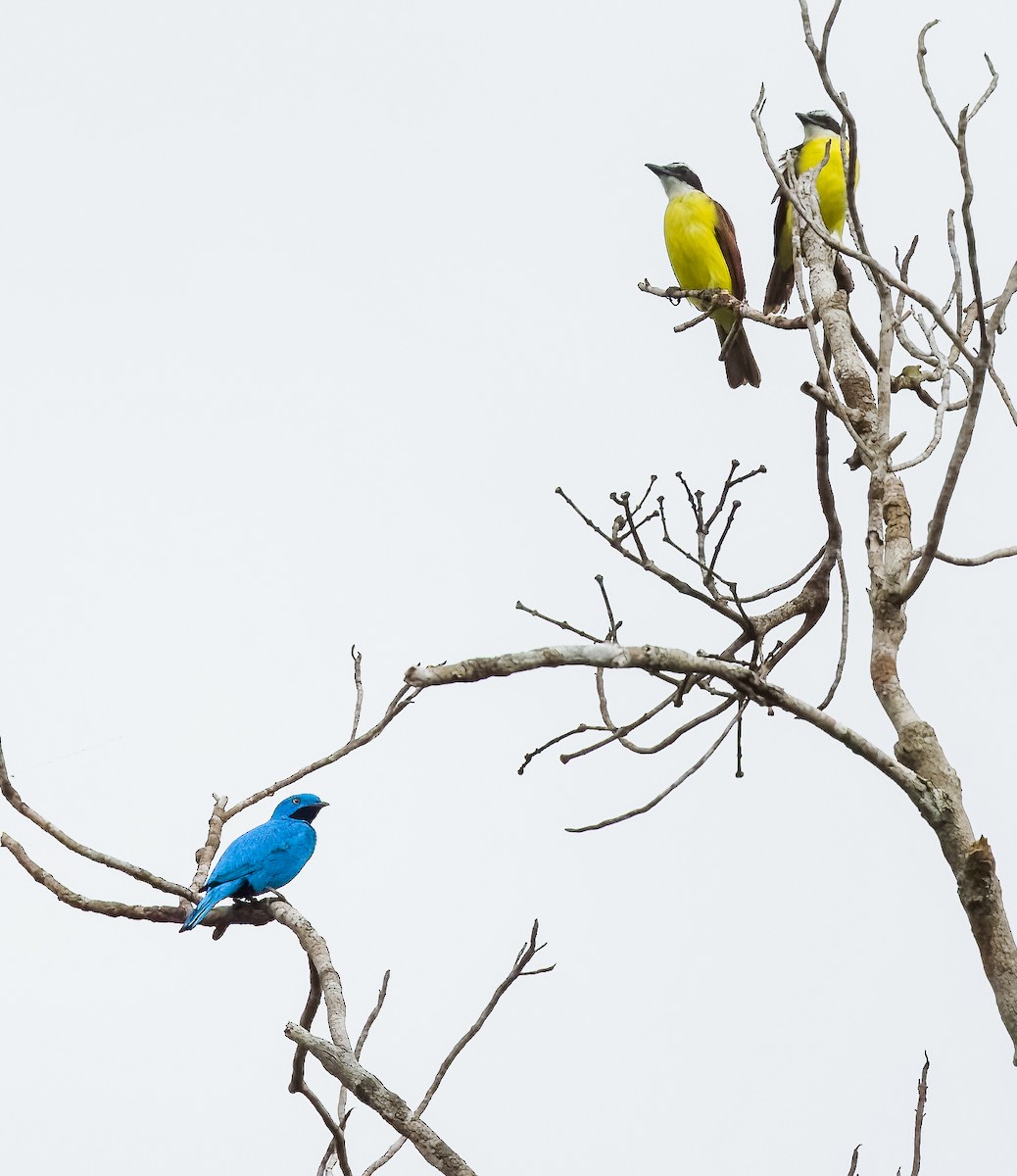 Plum-throated Cotinga - ML640425207