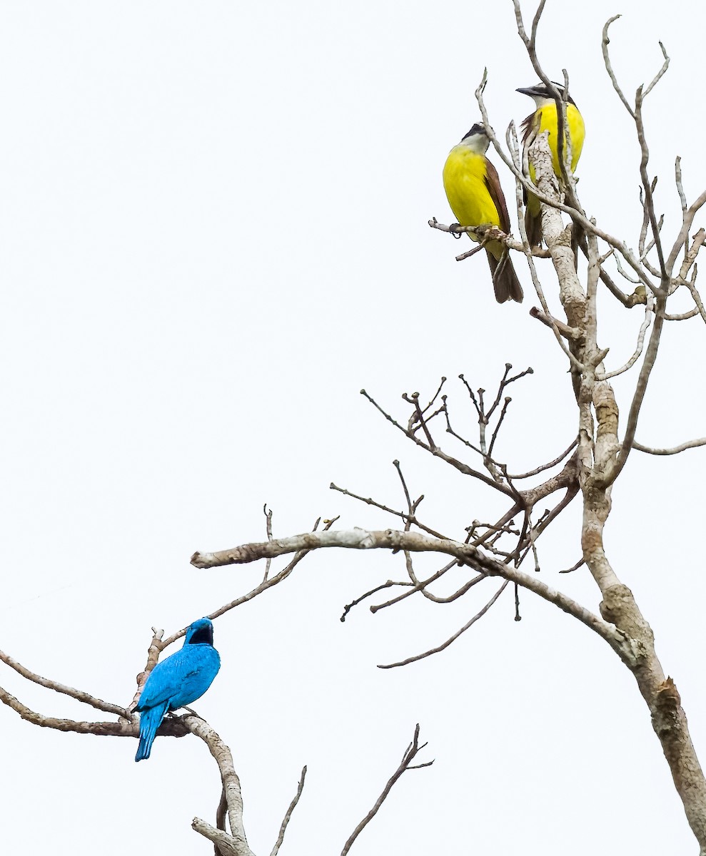 Plum-throated Cotinga - ML640425209