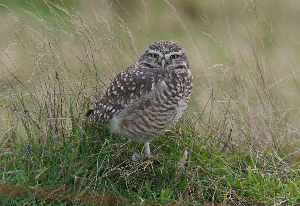 Burrowing Owl - ML640425225