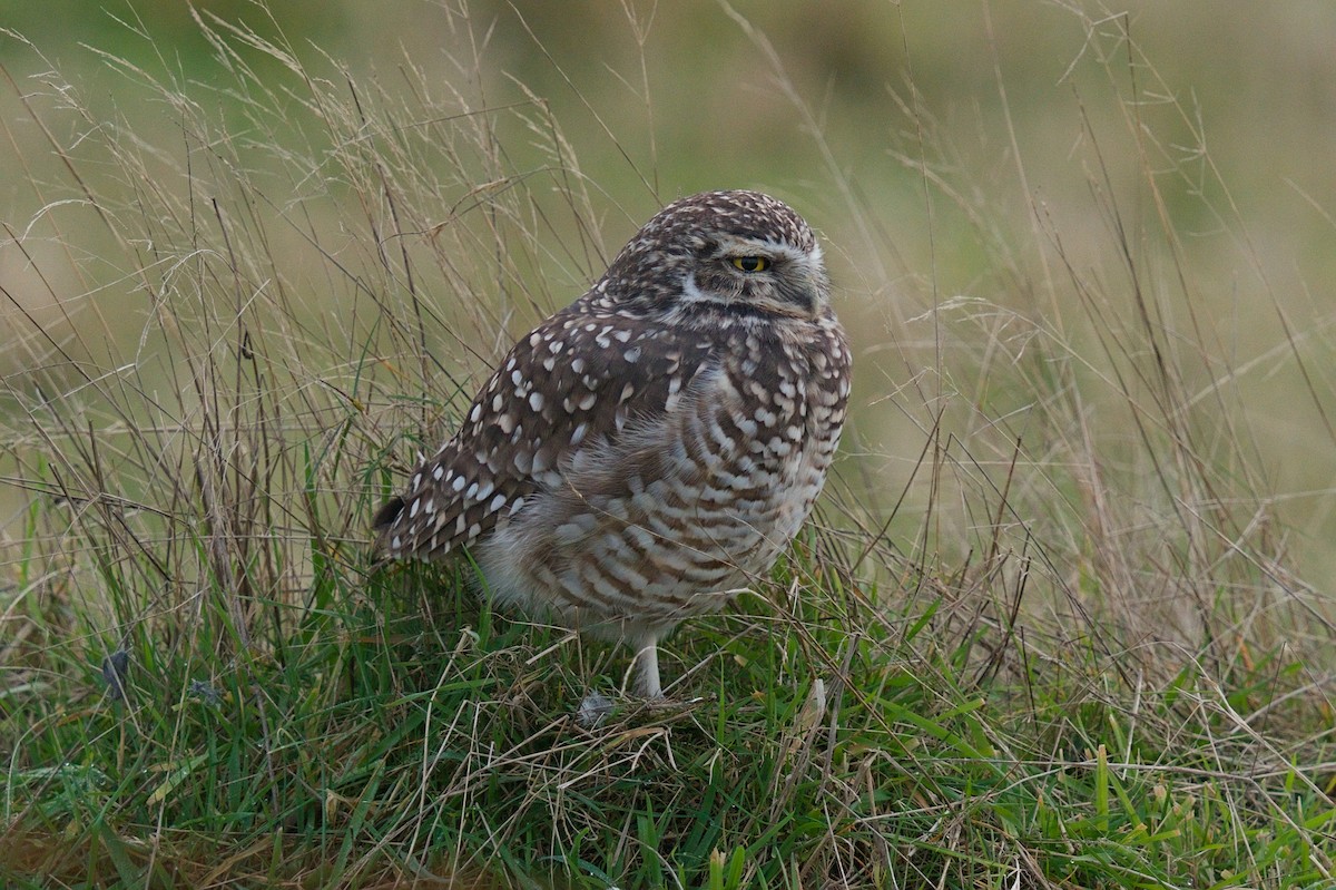 Burrowing Owl - ML640425226