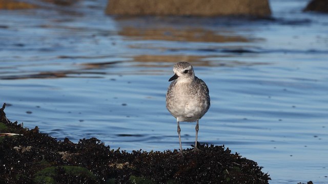 Black-bellied Plover - ML640425255