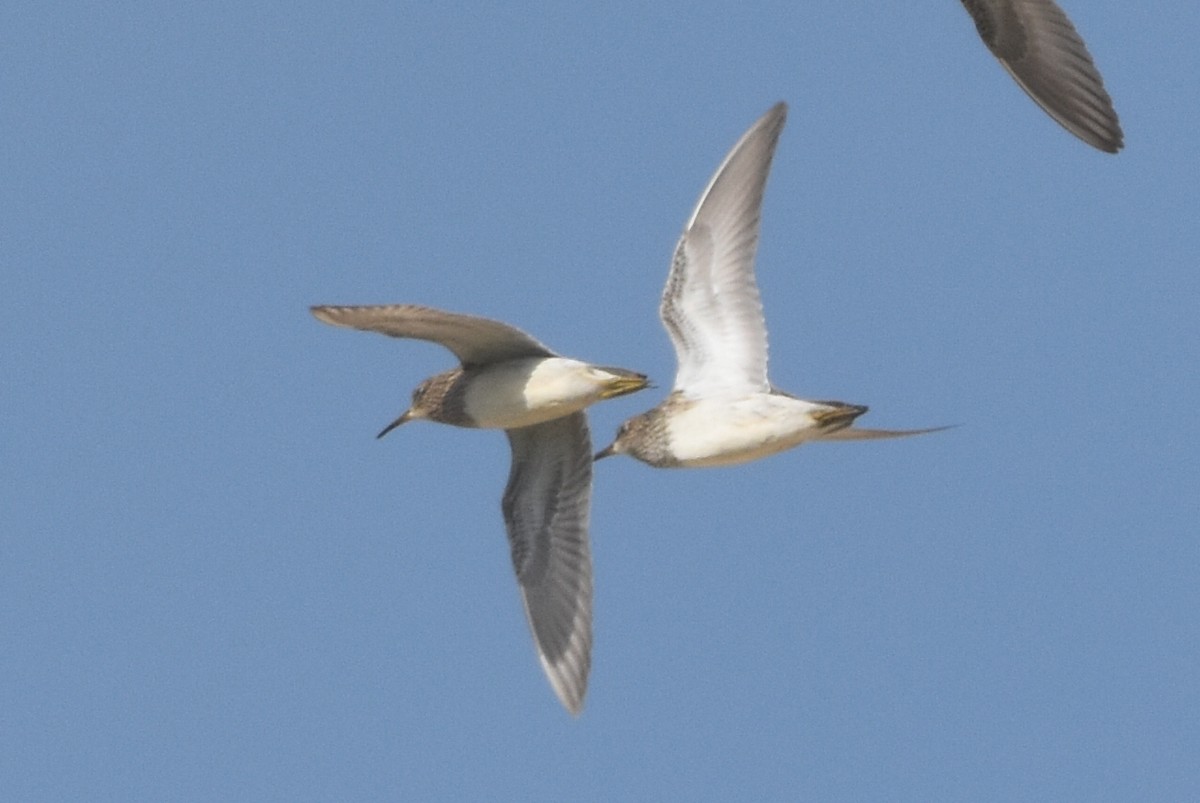 Pectoral Sandpiper - ML640425296