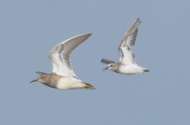 Pectoral Sandpiper - ML640425297