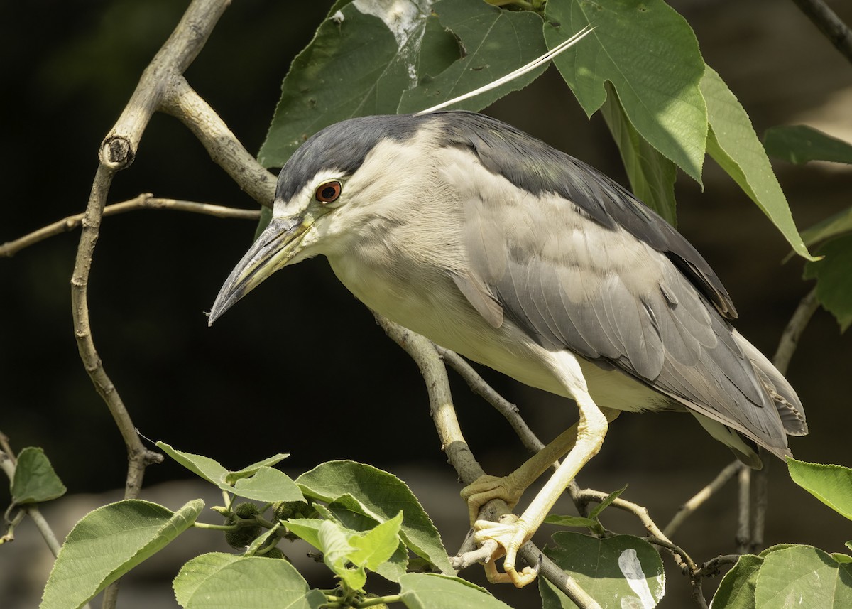 Ногоовор зашин - ML640425330