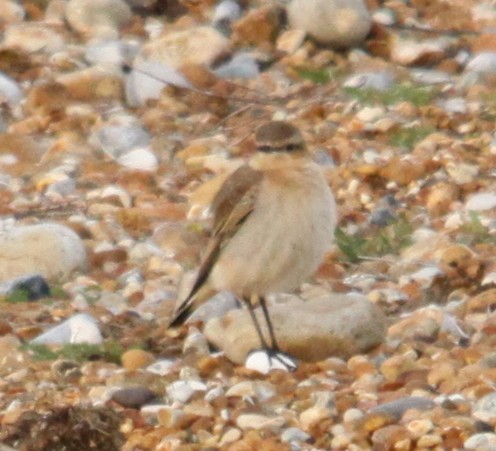 Northern Wheatear - ML640425378
