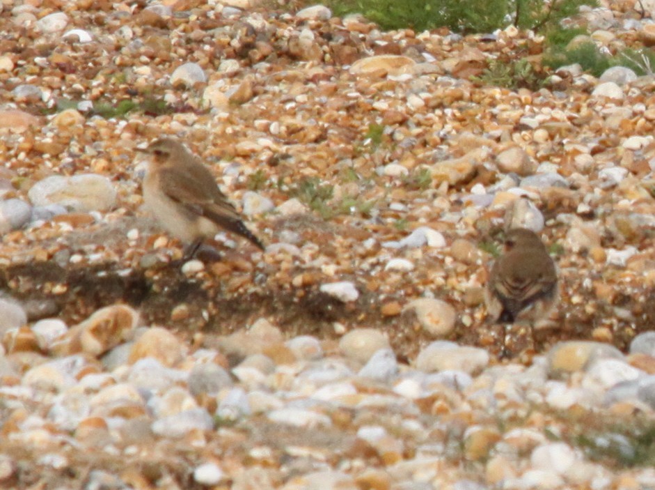 Northern Wheatear - ML640425379
