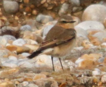 Northern Wheatear - ML640425380