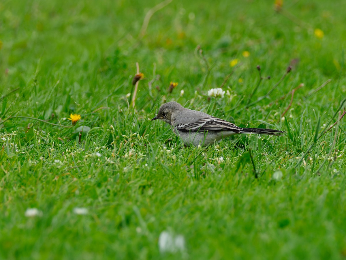 White Wagtail - ML640425433
