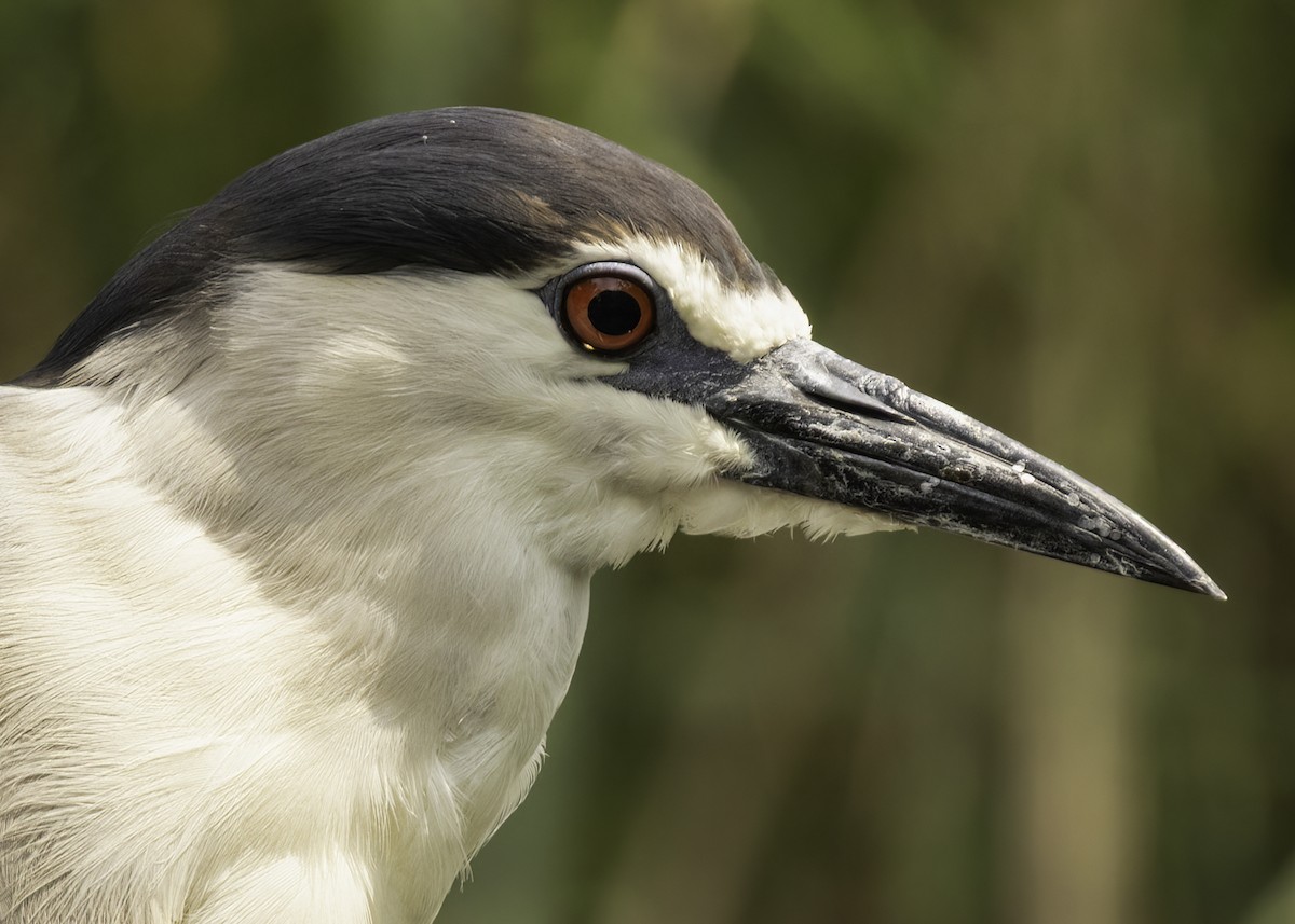 Ногоовор зашин - ML640425461