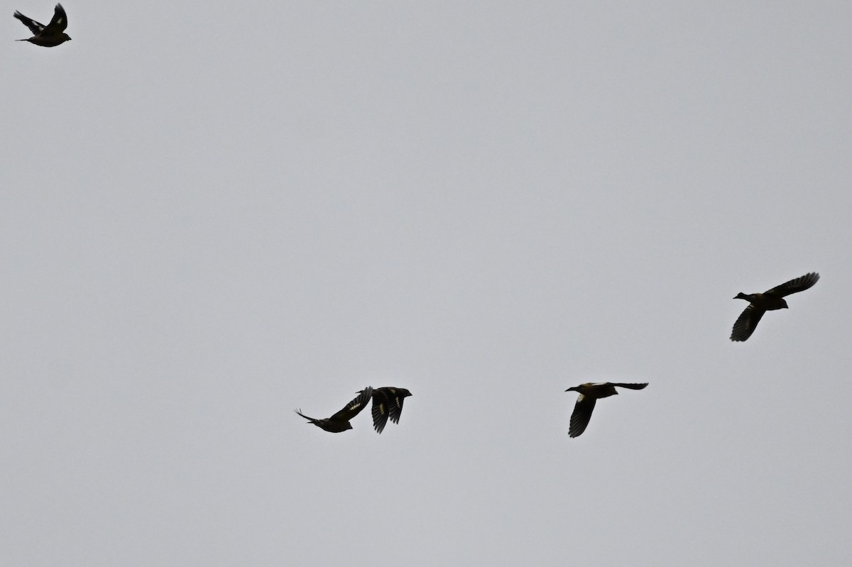 Evening Grosbeak - ML640425466
