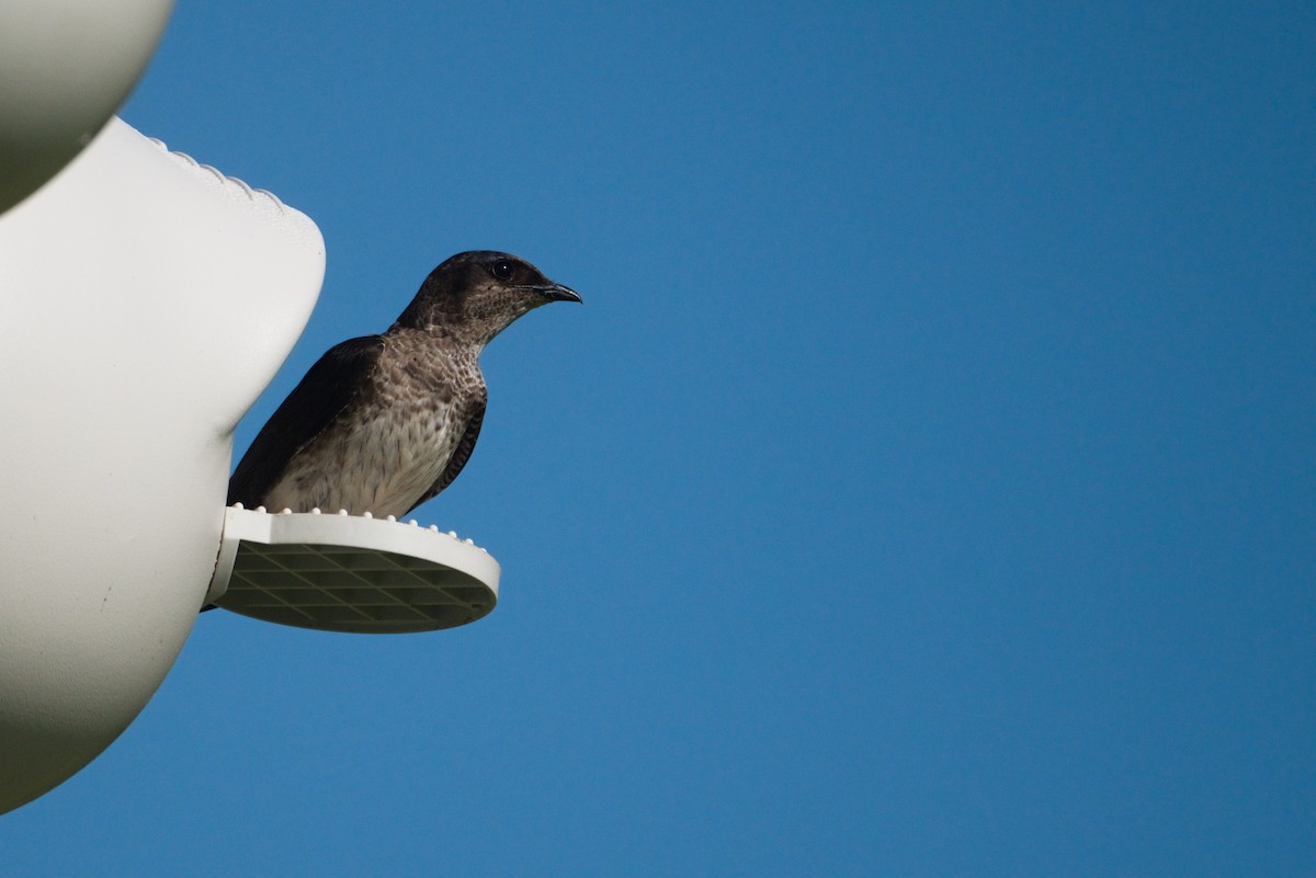 Purple Martin - ML640425471