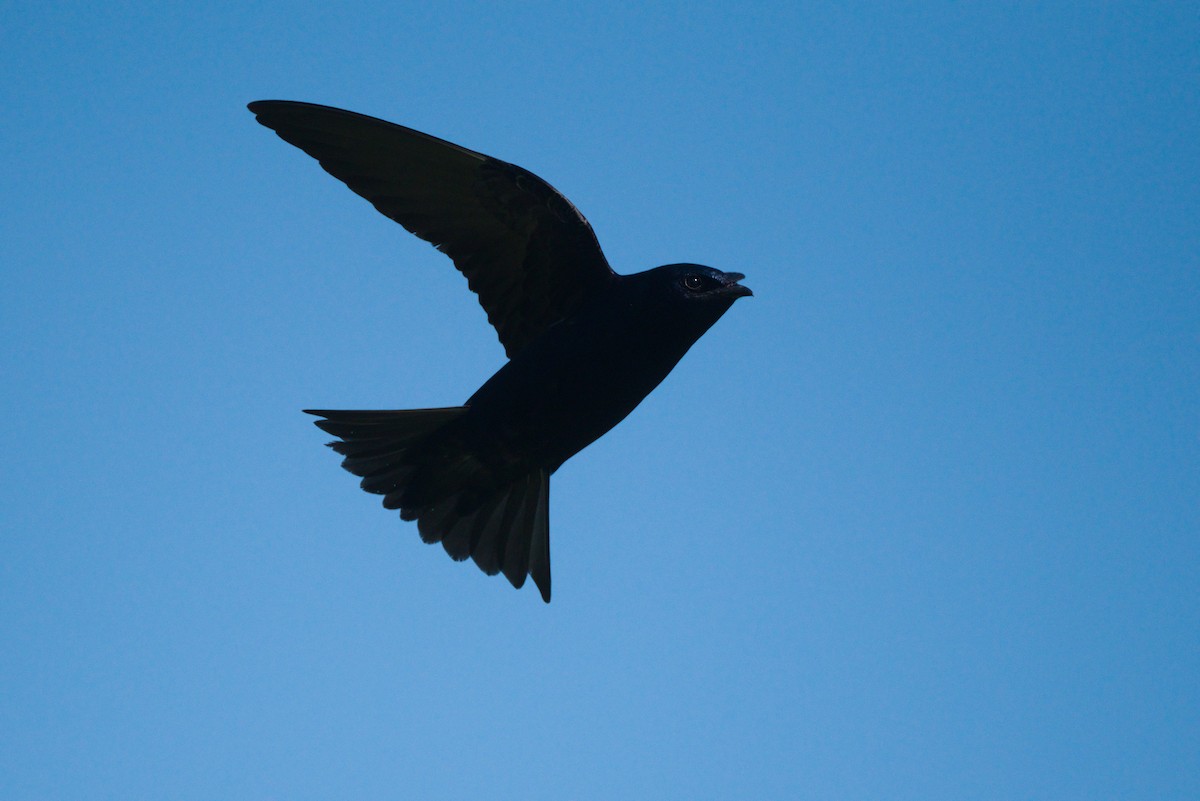 Purple Martin - ML640425472