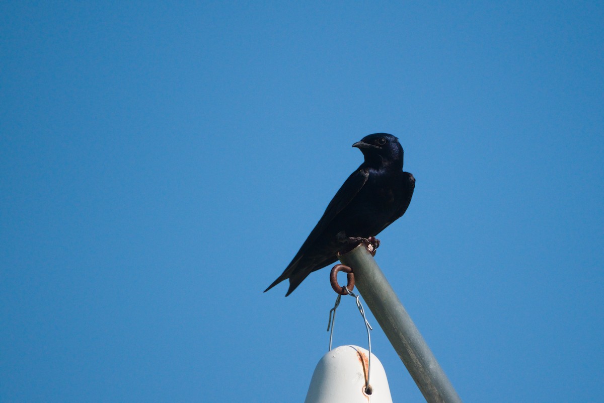 Purple Martin - ML640425473