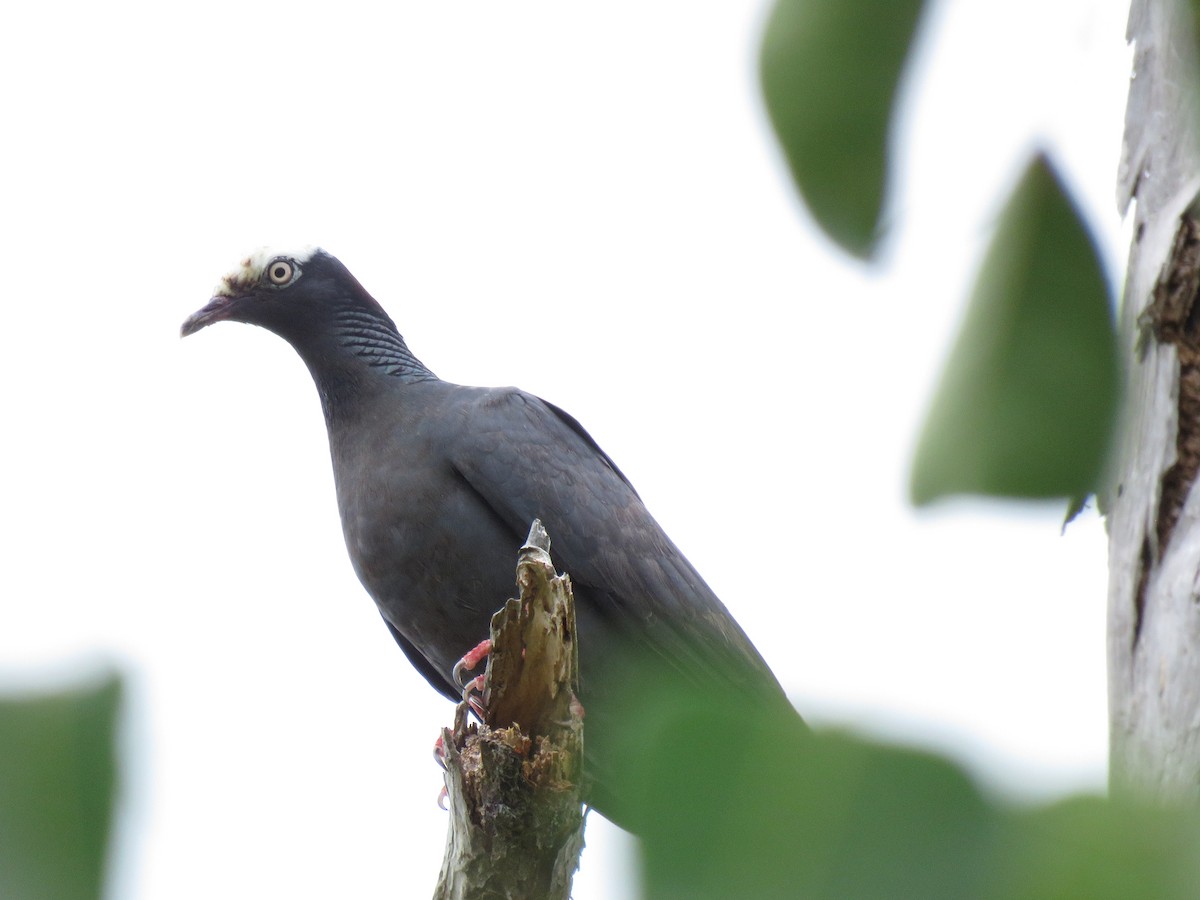 White-crowned Pigeon - ML640425495