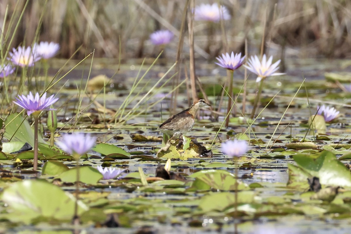 Lesser Jacana - ML640425503