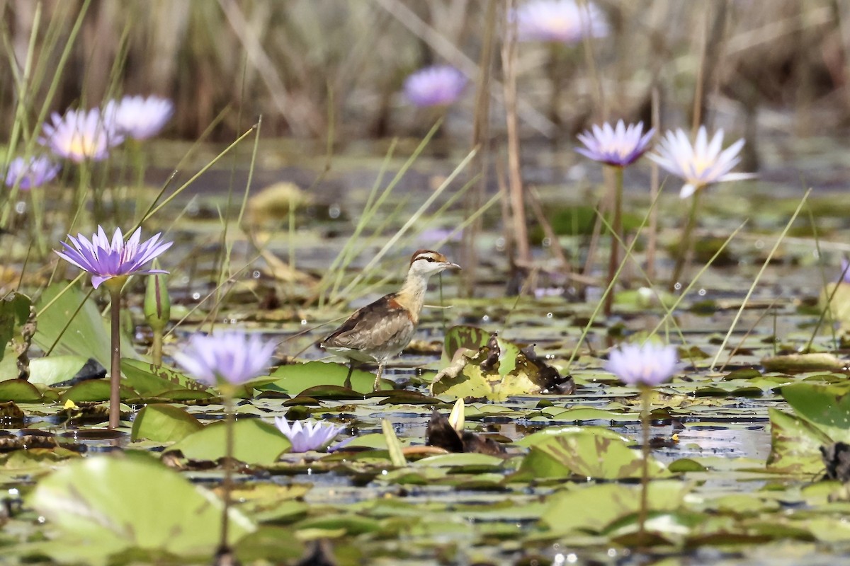 Lesser Jacana - ML640425504