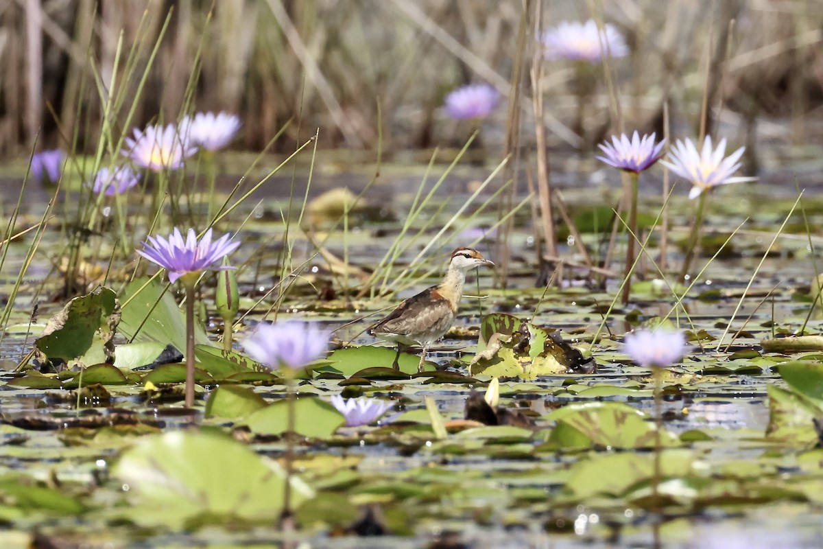Lesser Jacana - ML640425506