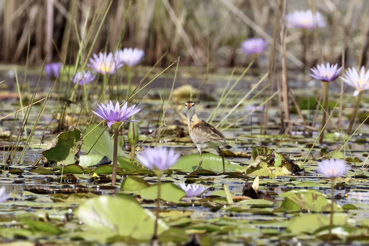 Lesser Jacana - ML640425507