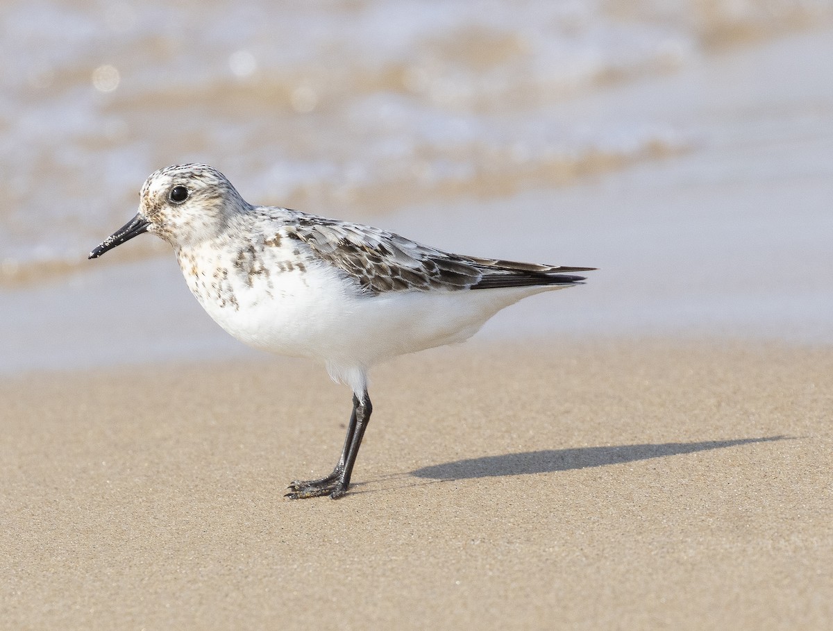 Sanderling - ML640425508