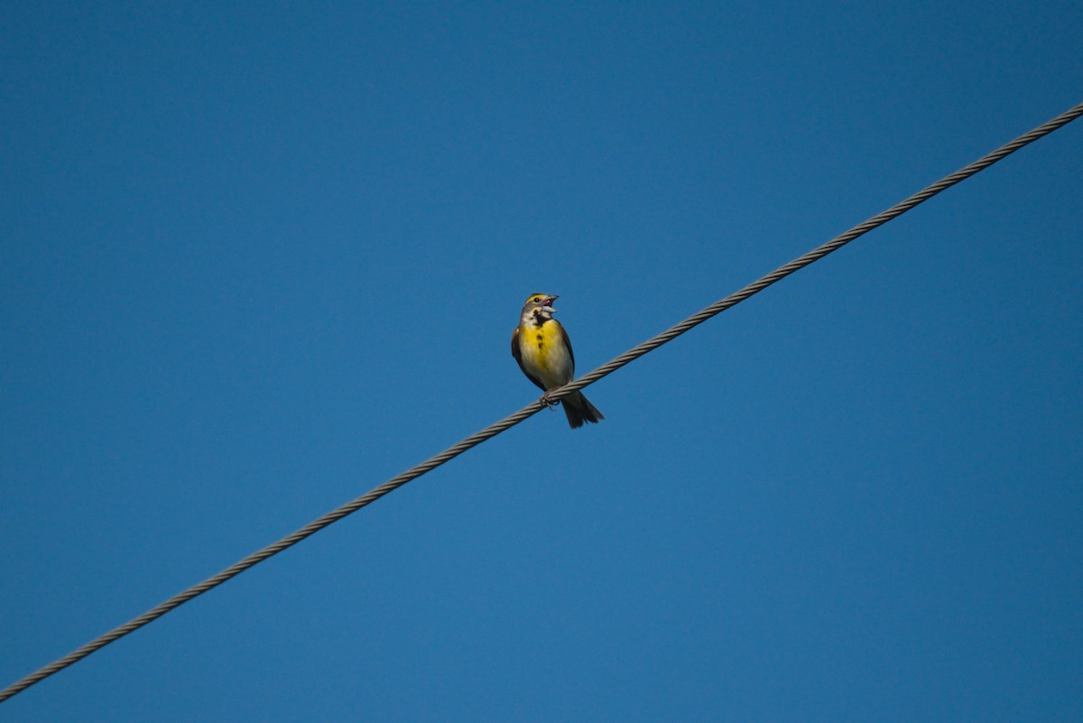 Dickcissel d'Amérique - ML640425522