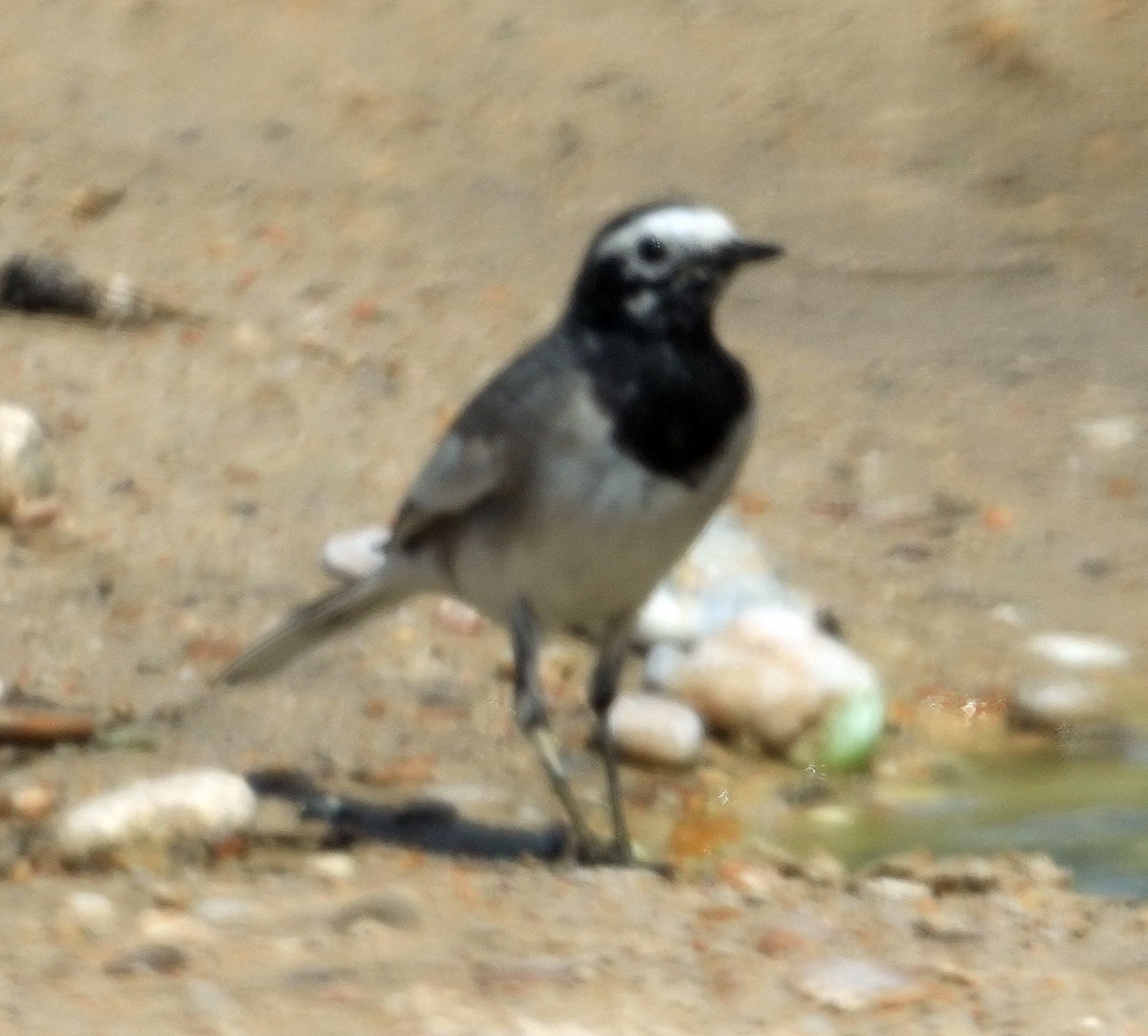 White Wagtail (Masked) - ML640425592