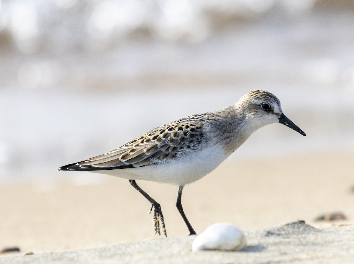 Baird's Sandpiper - ML640425626