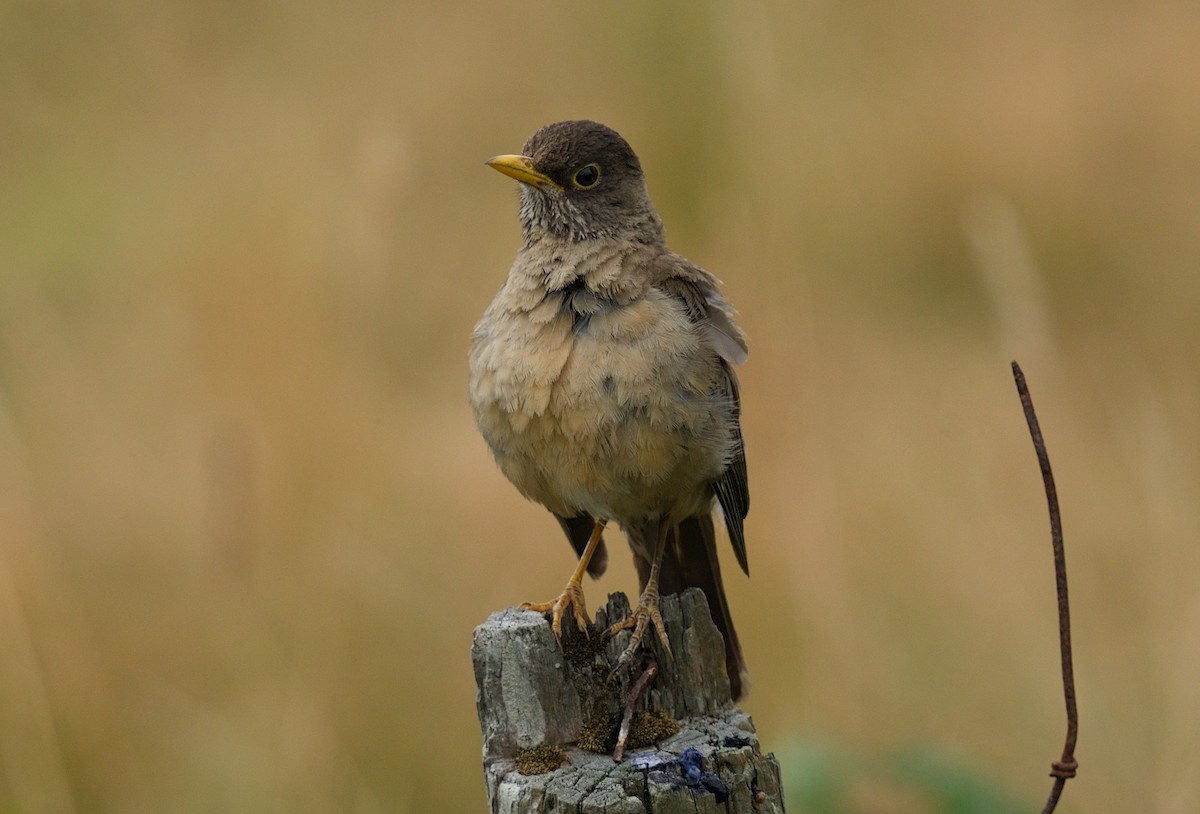 Austral Thrush - ML640425664