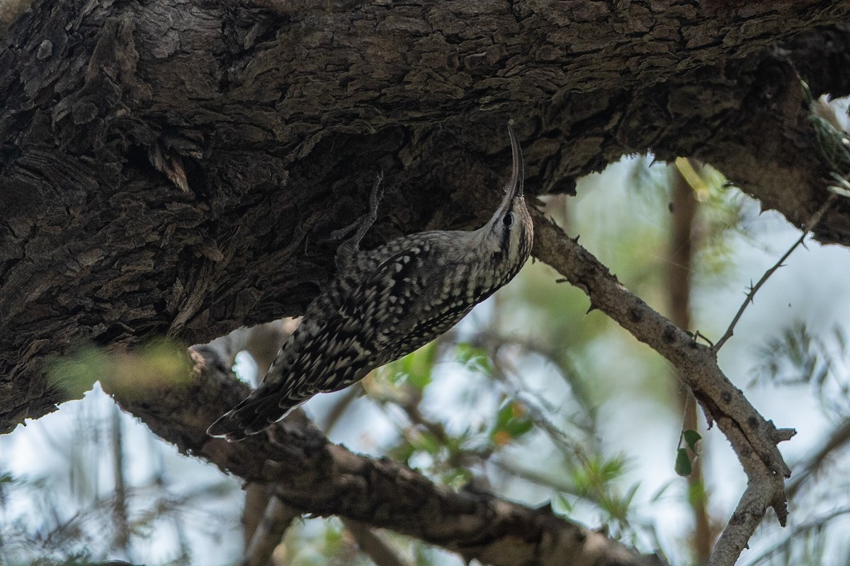 Indian Spotted Creeper - ML640425689