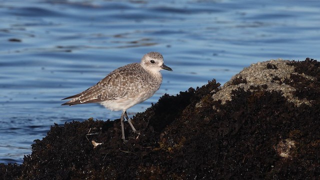 Black-bellied Plover - ML640425739