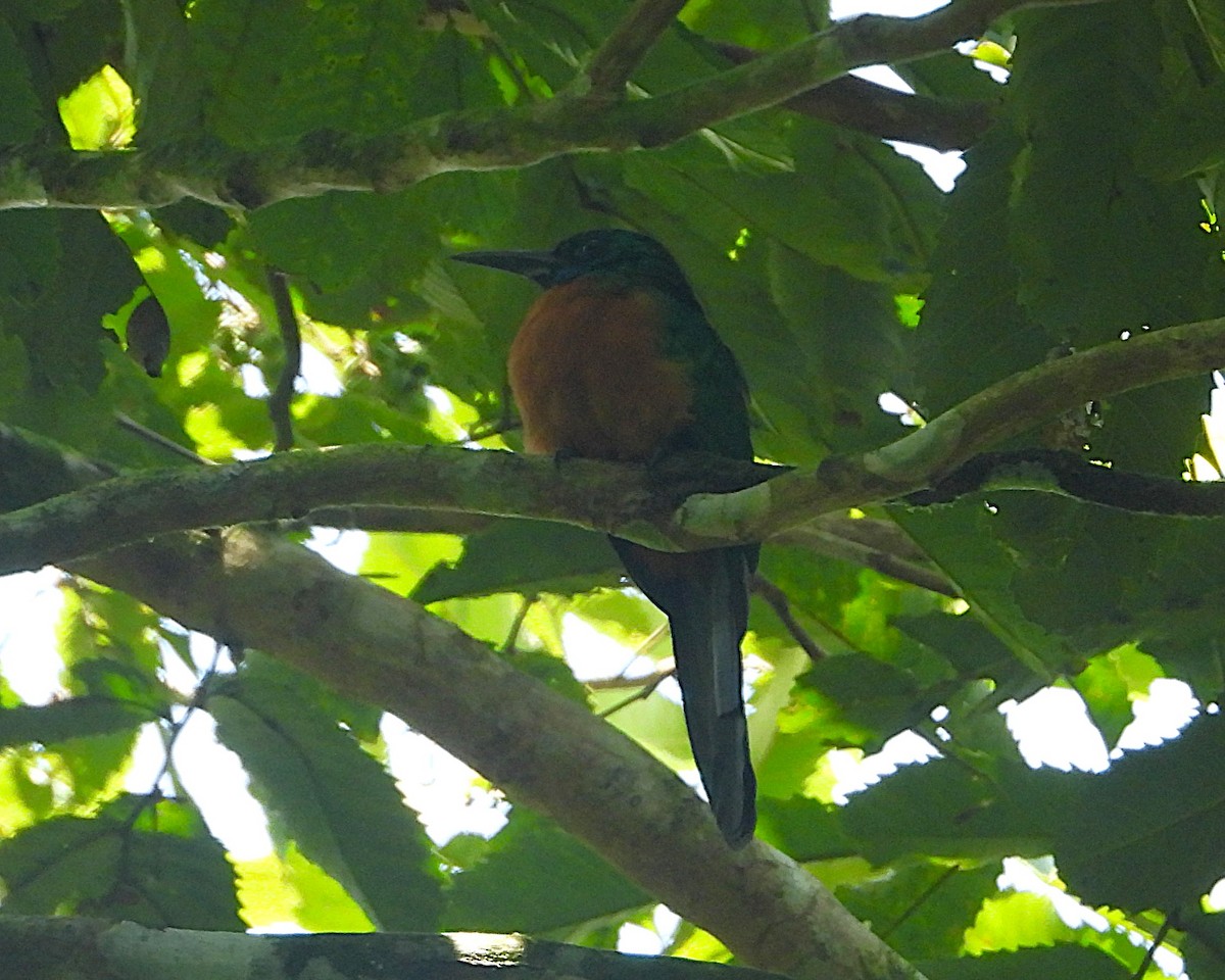 Great Jacamar - ML640425747