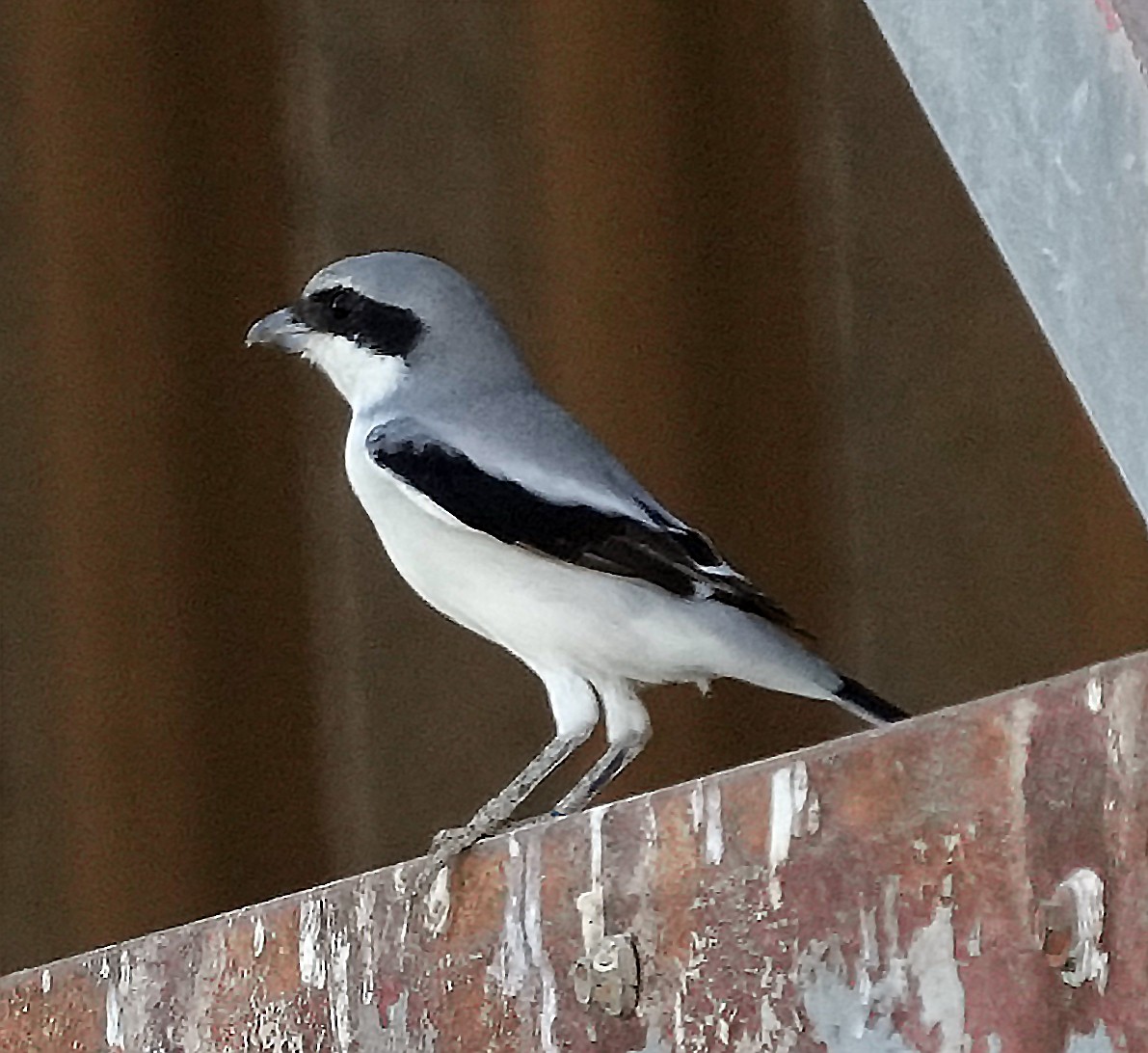 Great Gray Shrike (Arabian) - ML640425773