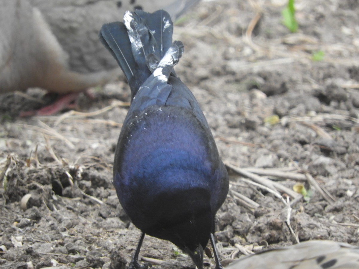 Shiny Cowbird - ML640425779