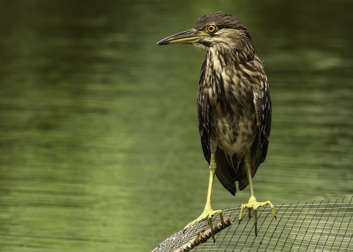 Ногоовор зашин - ML640425780