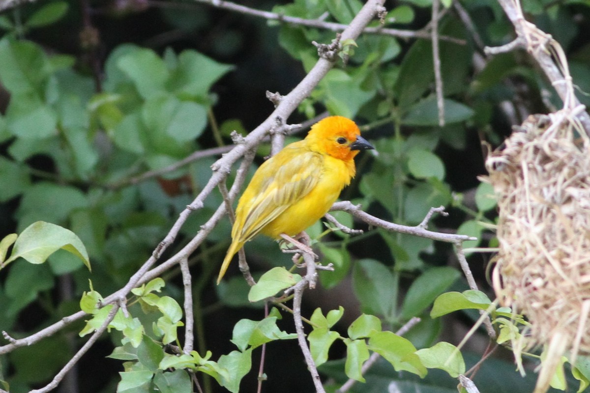 Golden Palm Weaver - ML640425792