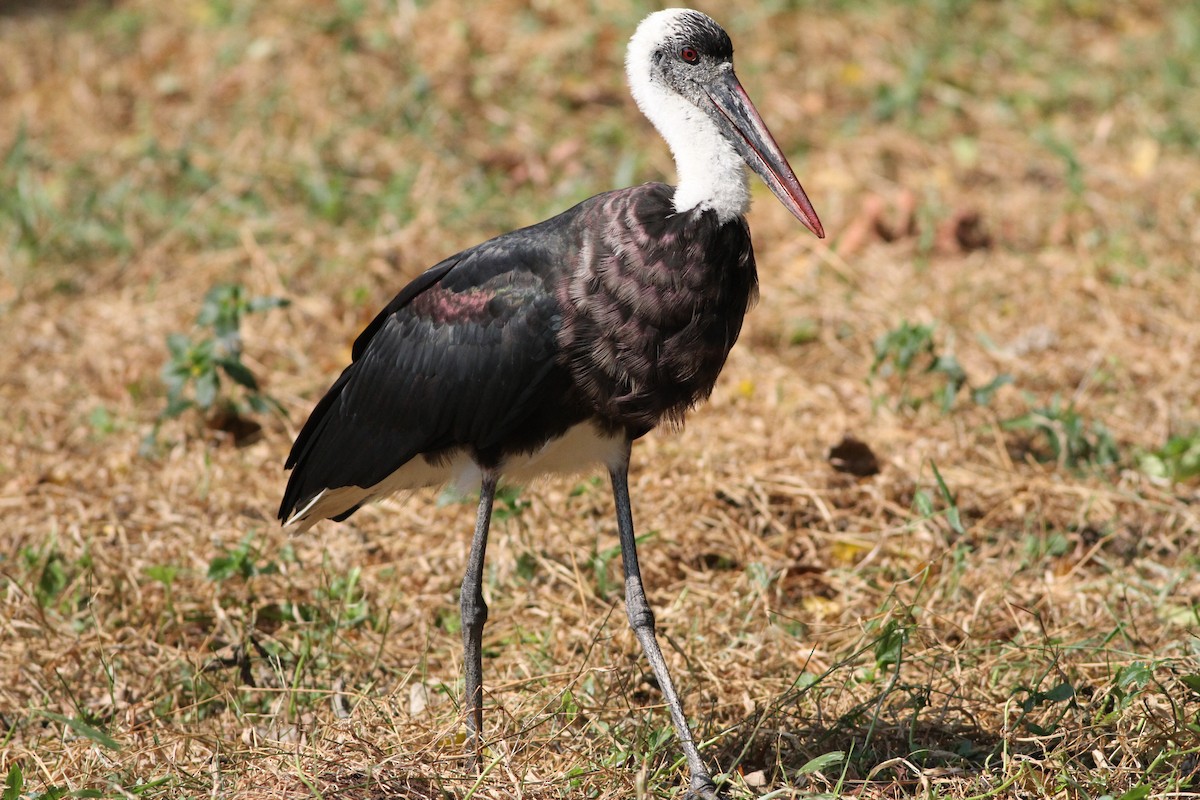Cigogne à pattes noires - ML640425863