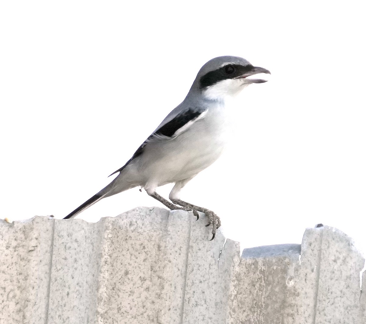 Great Gray Shrike (Arabian) - ML640425882
