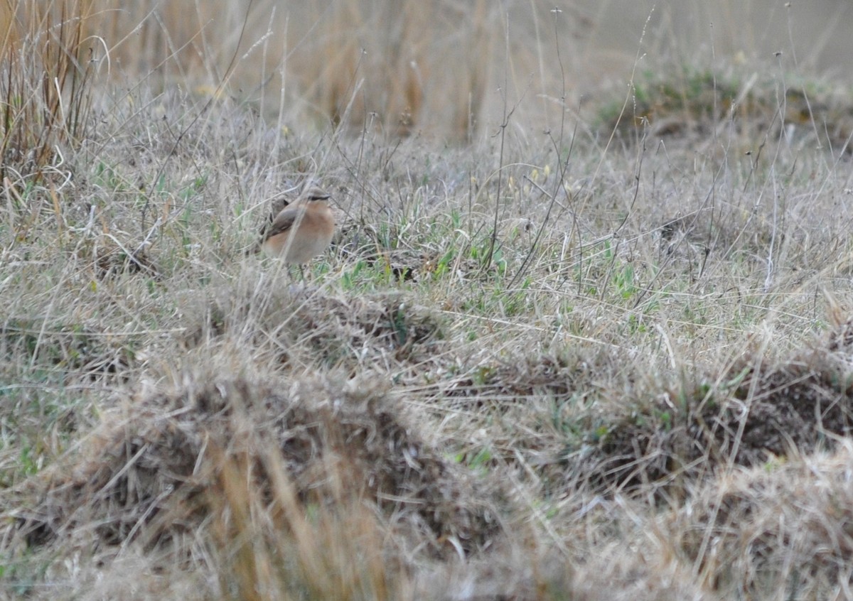 Northern Wheatear - ML640425884