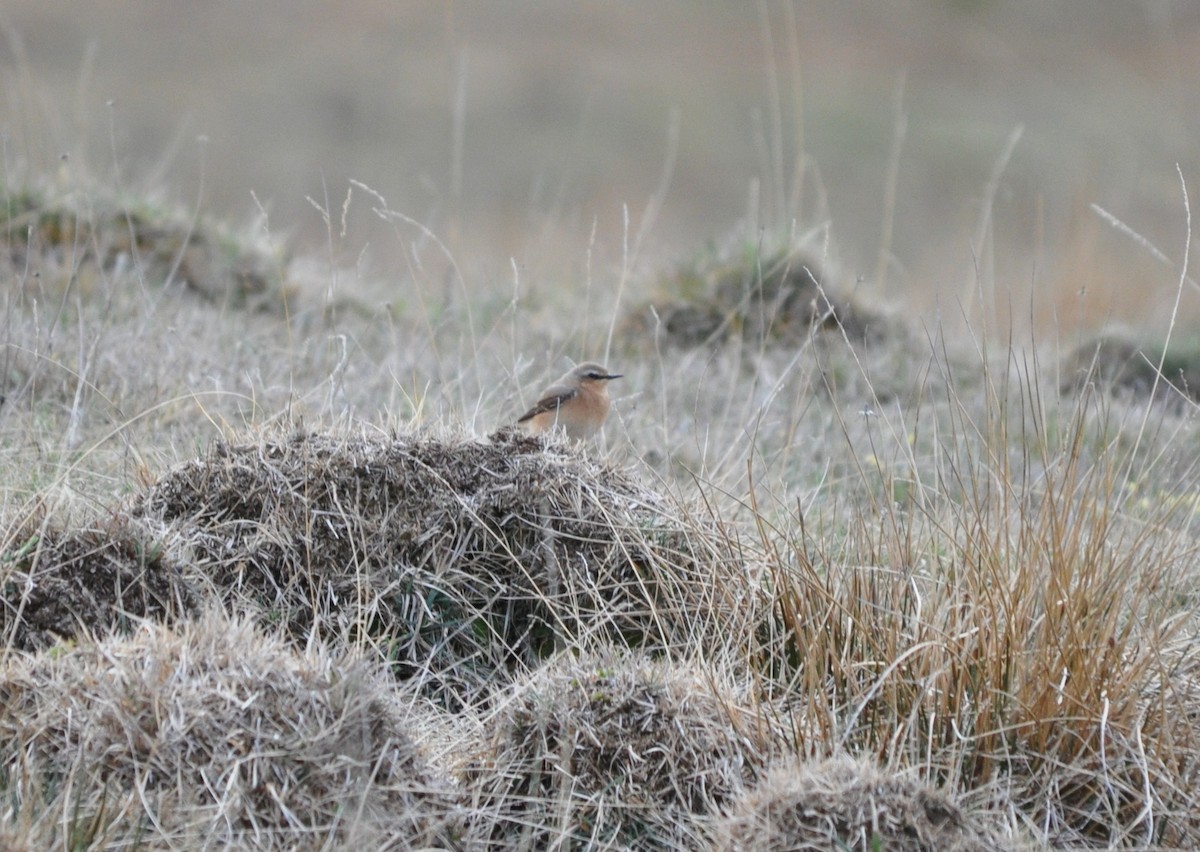 Northern Wheatear - ML640425885