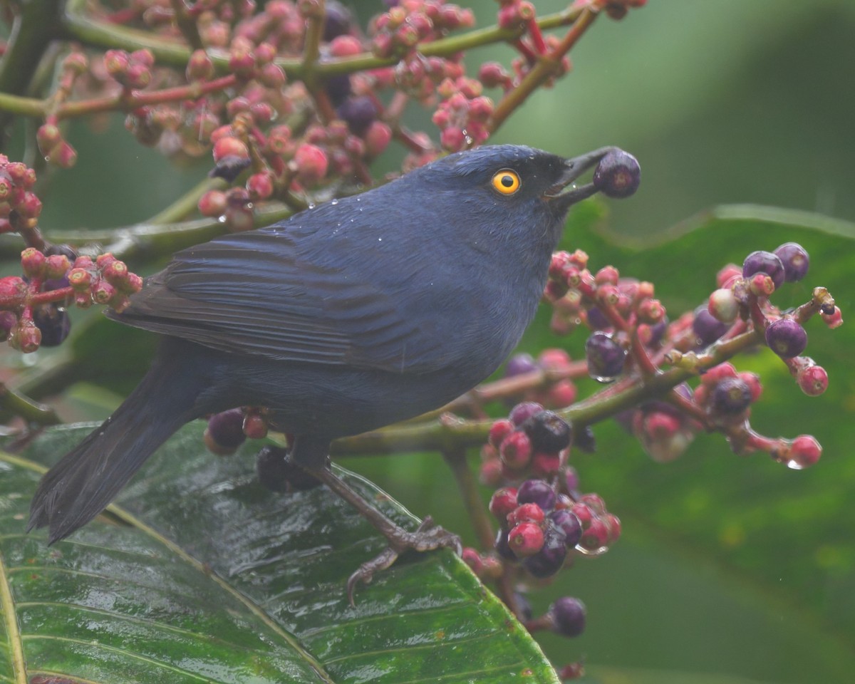 Deep-blue Flowerpiercer - ML640425886