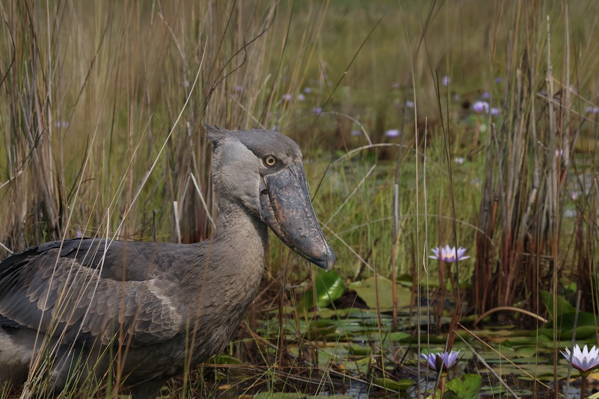 Shoebill - ML640425906