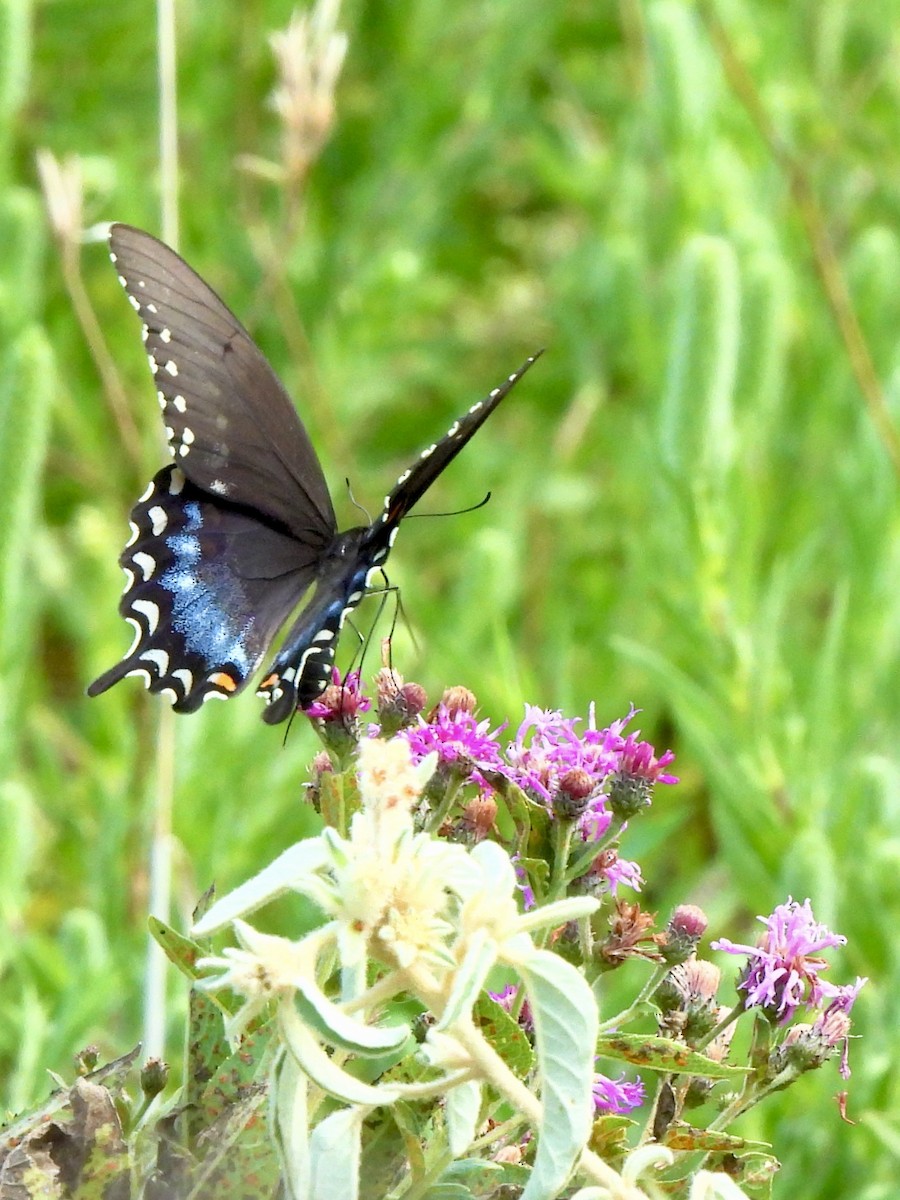 Animals - ML640425940