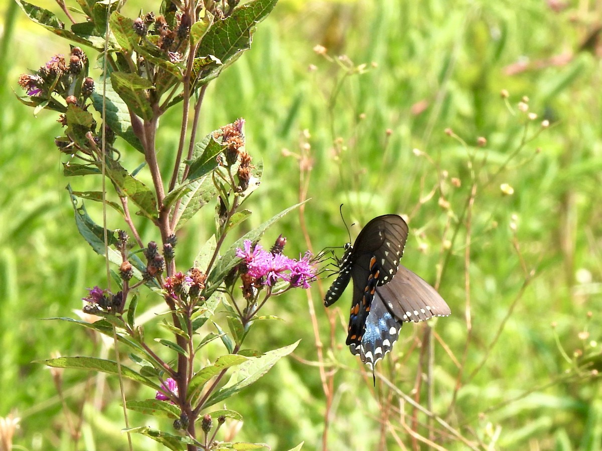 Animals - ML640425941