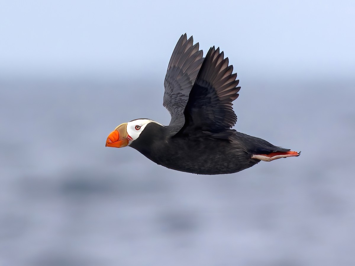 Tufted Puffin - eBird